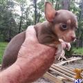 Chihuahua