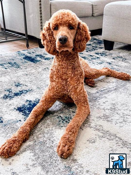 a poodle dog lying on the ground