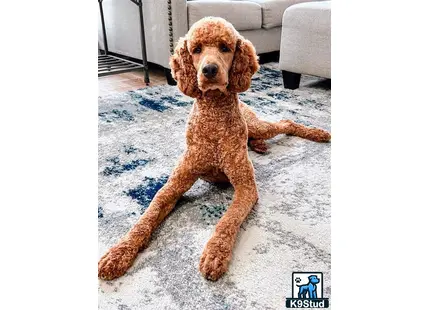 a poodle dog lying on the ground