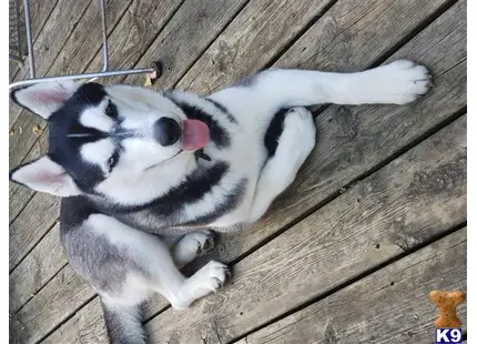 Siberian Husky