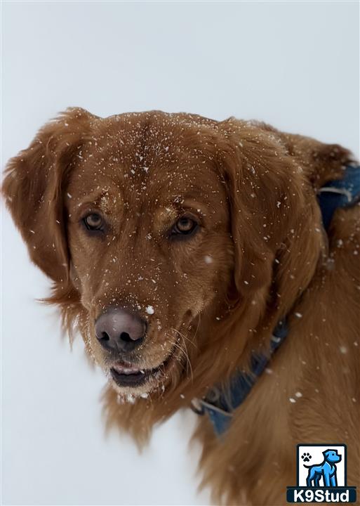a brown golden retriever dog with a blue collar