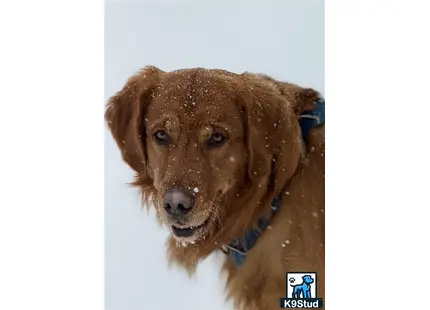 a brown golden retriever dog with a blue collar