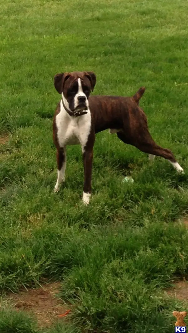 Boxer stud dog