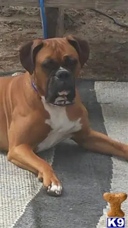 Boxer stud dog