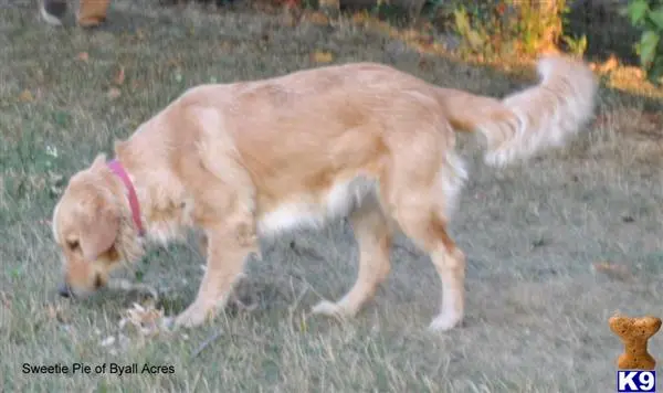 Golden Retriever puppy for sale: a golden retriever dog standing on grass