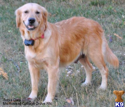 a golden retriever dog standing in a grassy area