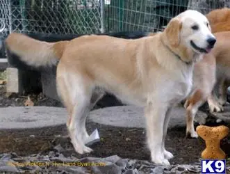 Golden Retriever stud dog: a golden retriever dog standing on a rock