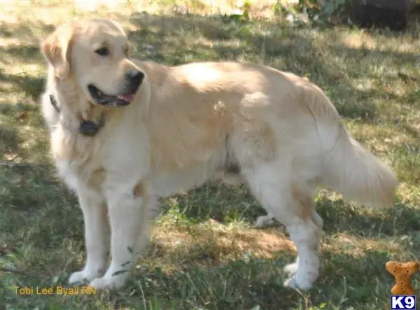 Golden Retriever puppy for sale: a golden retriever dog standing in the grass