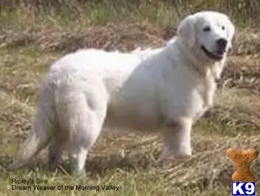 Golden Retriever stud dog: a white golden retriever dog standing on grass
