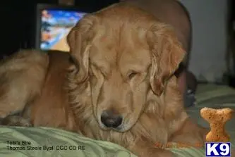 Golden Retriever stud dog: a golden retriever dog lying on a bed