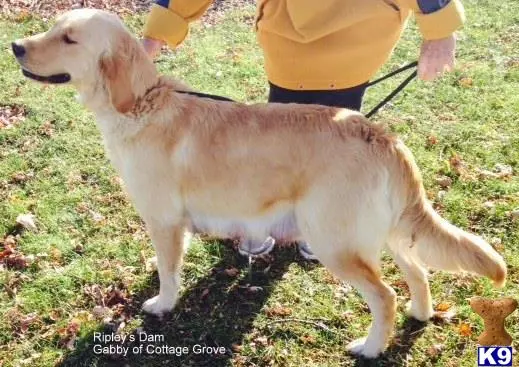 Golden Retriever stud dog: a golden retriever dog standing on grass