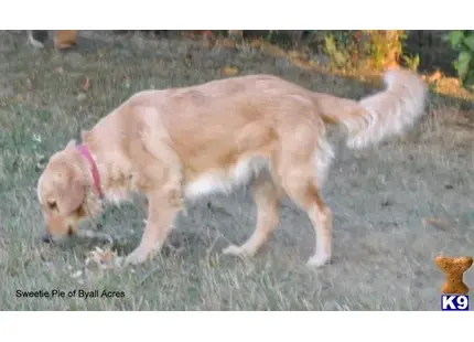 Golden Retriever puppy for sale: a golden retriever dog standing on grass