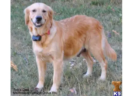 Golden Retriever puppy for sale: a golden retriever dog standing in a grassy area