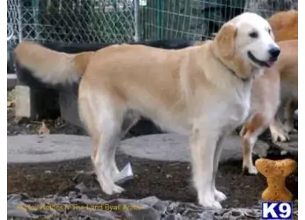 Golden Retriever stud dog: a golden retriever dog standing on a rock