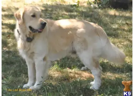 Golden Retriever stud dog: a golden retriever dog standing in the grass