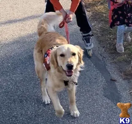 Golden Retriever female dog