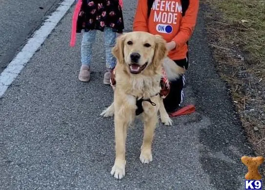 Golden Retriever female dog