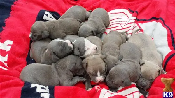 American Pit Bull puppy for sale: a group of american pit bull puppies sleeping on a blanket