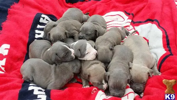 American Pit Bull puppy for sale: a group of american pit bull puppies on a blanket