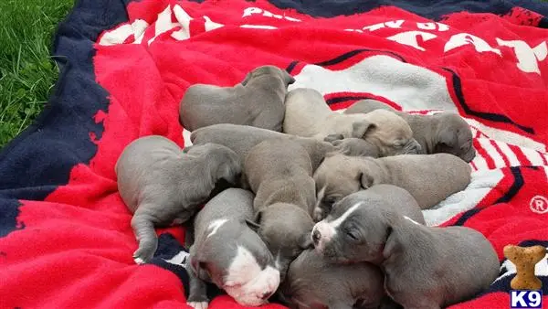American Pit Bull puppy for sale: a group of american pit bull puppies on a blanket
