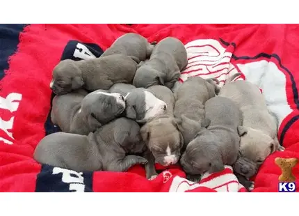 American Pit Bull puppy for sale: a group of american pit bull puppies sleeping on a blanket