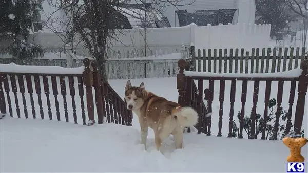 Siberian Husky stud dog