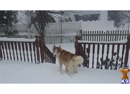 Siberian Husky