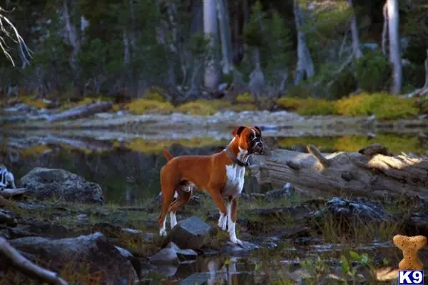 Boxer stud dog