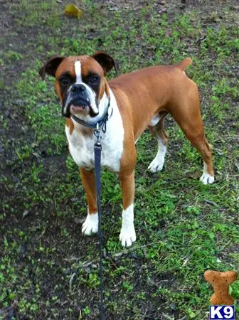 Boxer stud dog