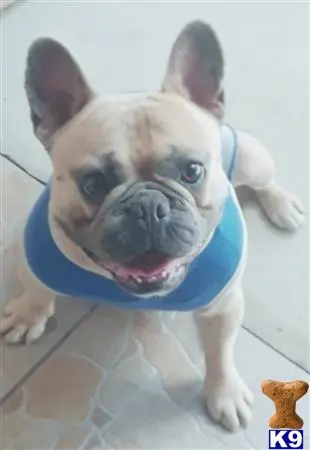 French Bulldog stud dog