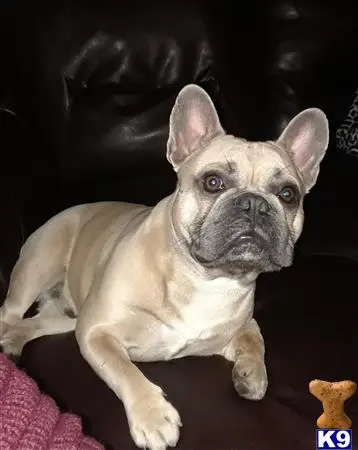 French Bulldog stud dog