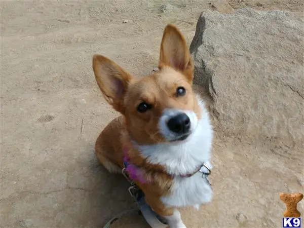 Pembroke Welsh Corgi