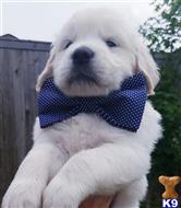 golden retriever puppy posted by cacosta