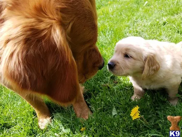 Golden Retriever stud dog