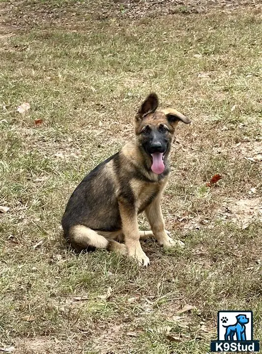 German Shepherd puppy for sale: a german shepherd dog sitting on grass