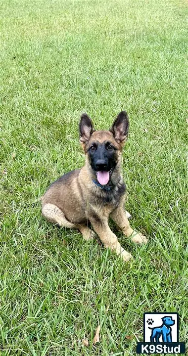 German Shepherd puppy for sale: a german shepherd dog lying in the grass