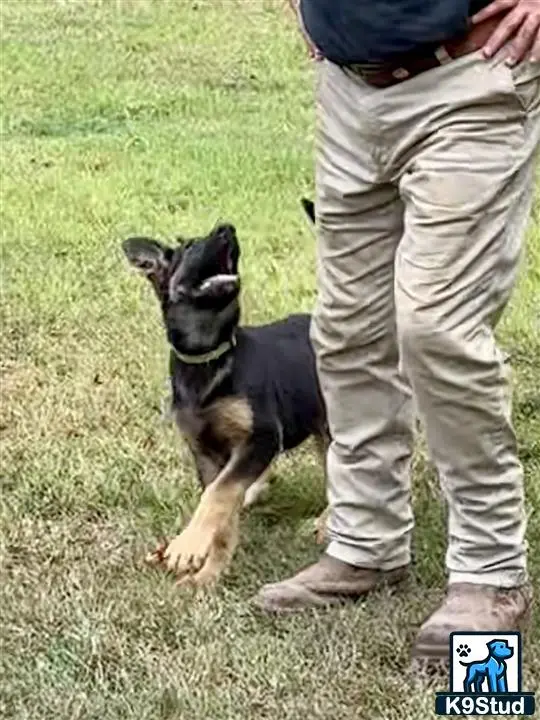 German Shepherd puppy for sale: a german shepherd dog sitting on grass