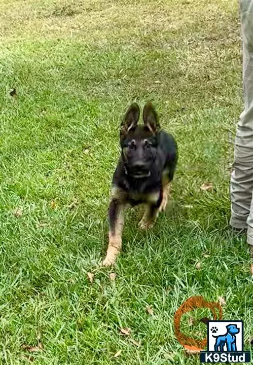 German Shepherd puppy for sale: a german shepherd dog running in a grassy area