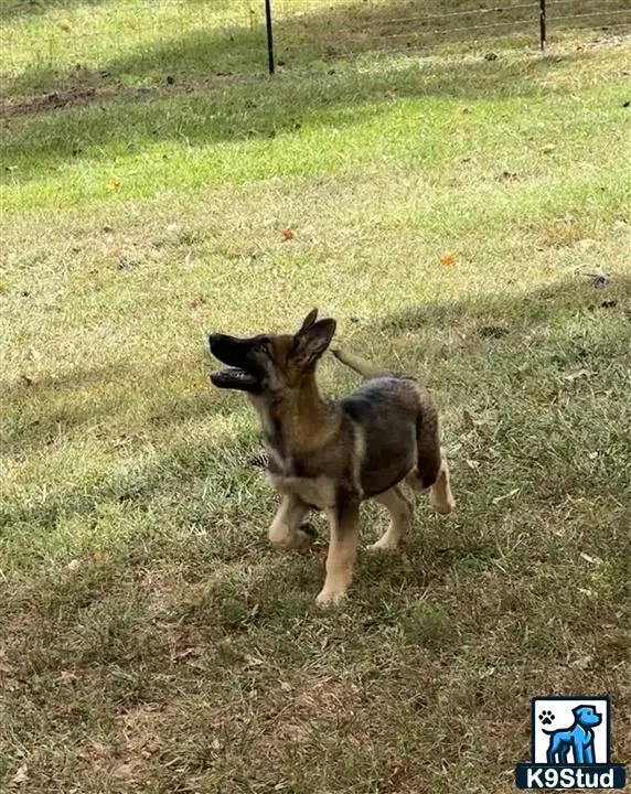 German Shepherd puppy for sale: a german shepherd dog standing on grass
