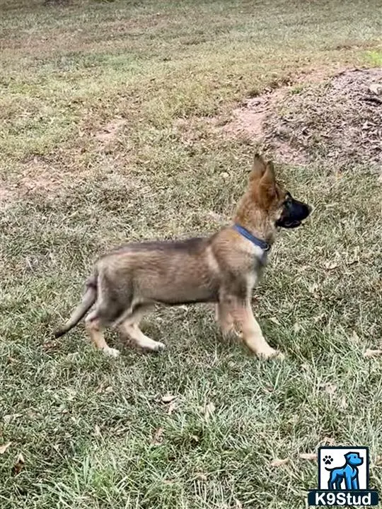 German Shepherd puppy for sale: a german shepherd dog running in a field