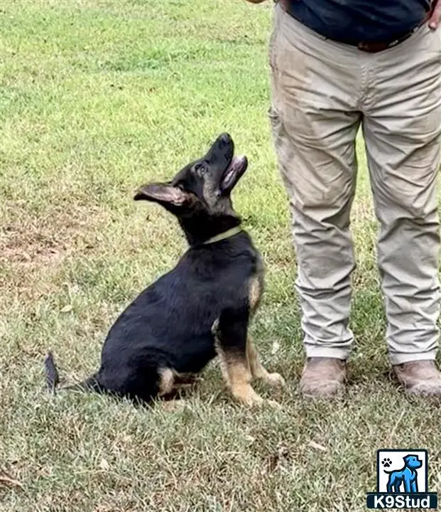 German Shepherd puppy for sale: a german shepherd dog sitting on grass