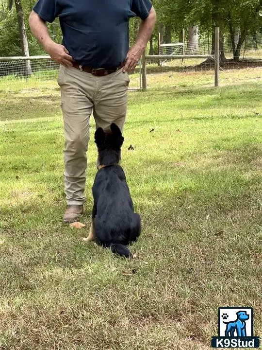 German Shepherd puppy for sale: a man and a german shepherd dog in a fenced in area