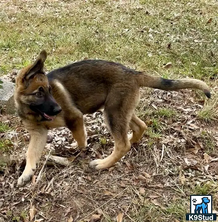 German Shepherd puppy for sale: a german shepherd dog running on grass