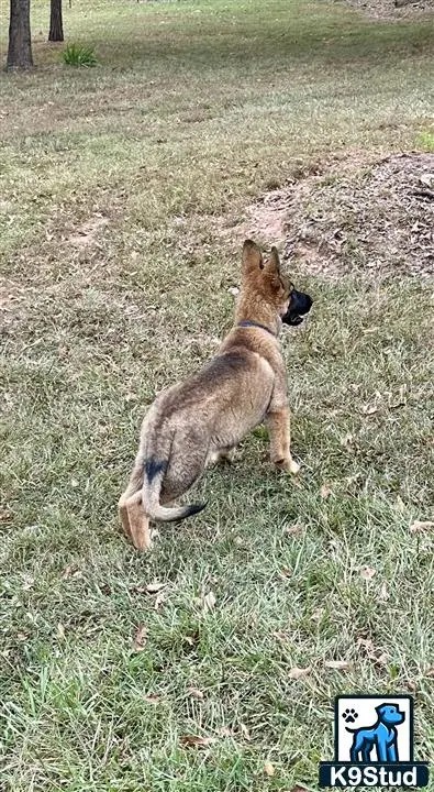 German Shepherd puppy for sale: a german shepherd dog standing on its hind legs