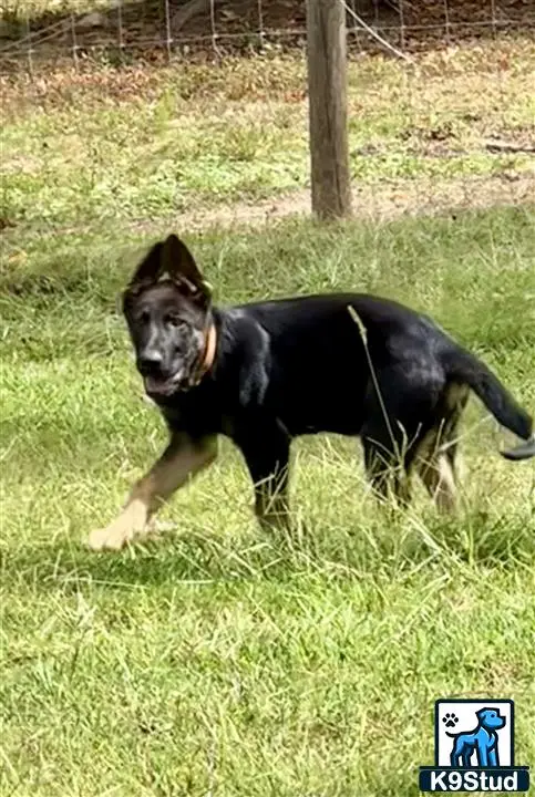 German Shepherd puppy for sale: a german shepherd dog running in a grassy area