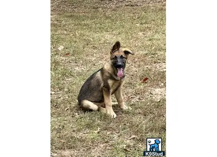 German Shepherd puppy for sale: a german shepherd dog sitting on grass