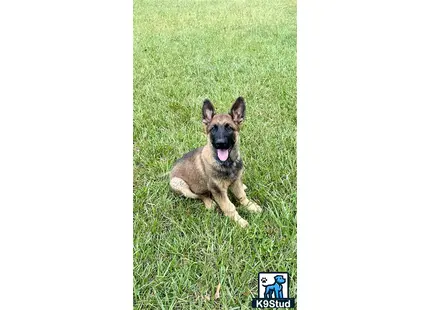 German Shepherd puppy for sale: a german shepherd dog lying in the grass
