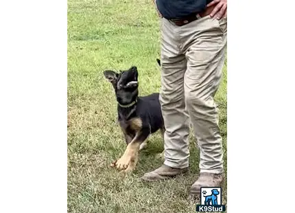 German Shepherd puppy for sale: a german shepherd dog sitting on grass