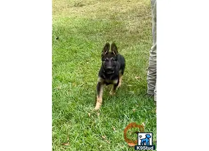 German Shepherd puppy for sale: a german shepherd dog running in a grassy area
