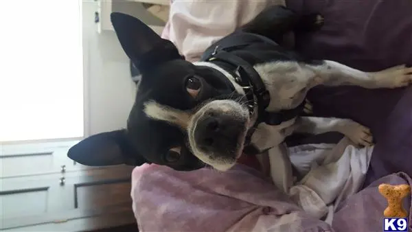 Boston Terrier female dog